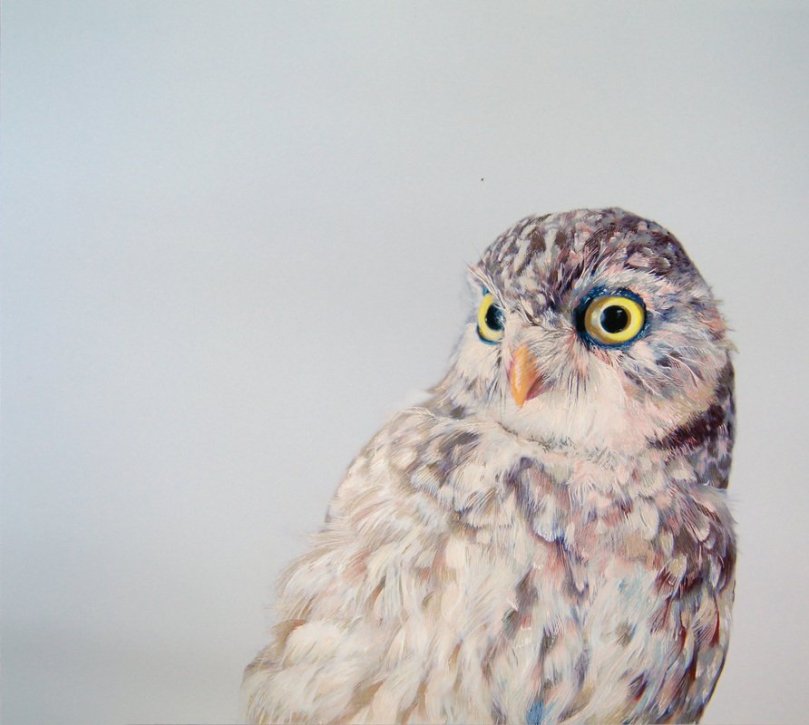 Gerçekçi baykuş resimleri