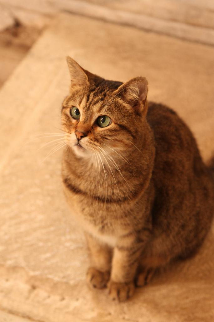 tumblr_mm6ob7pRSE1soaffdo1_1280