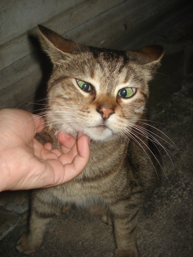 tumblr_msikeqzMji1soaffdo1_1280